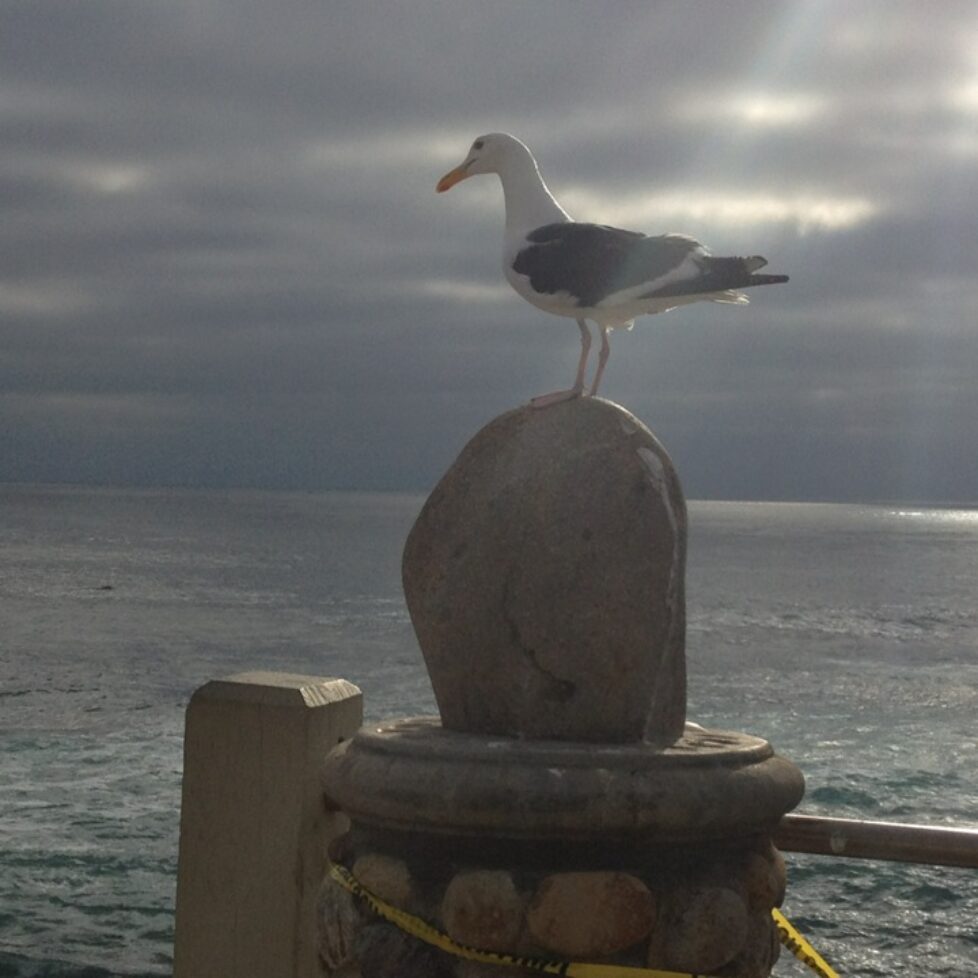 Seagull on a post by Children's Cove, La Jolla