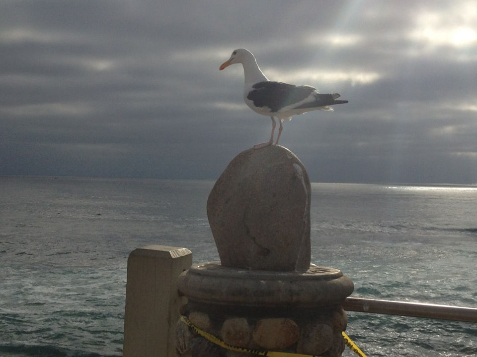 Seagull on a post by Children's Cove, La Jolla